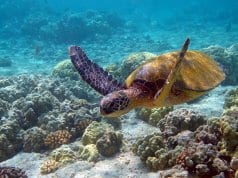 Beautiful Sea Turtle swimming in shallow watersPhoto by: Charly W. Karlhttps://creativecommons.org/licenses/by-sa/2.0/