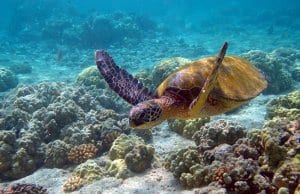 Beautiful Sea Turtle swimming in shallow watersPhoto by: Charly W. Karlhttps://creativecommons.org/licenses/by-sa/2.0/