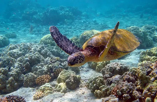 Красивая морская черепаха плавает на мелководьеФото: Чарли В. Карлhttps://creativecommons.org/licenses/by-sa/2.0/
