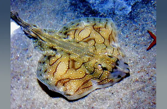 A beautiful Undulate Ray on the sea floor Photo by: jmereloderivative CC BY-SA 2.0 https://creativecommons.org/licenses/by-sa/2.0 