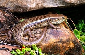 Blue-Tongued Skink on a rockPhoto by: sandidhttps://pixabay.com/photos/skink-lizard-reptile-scincoides-425157/