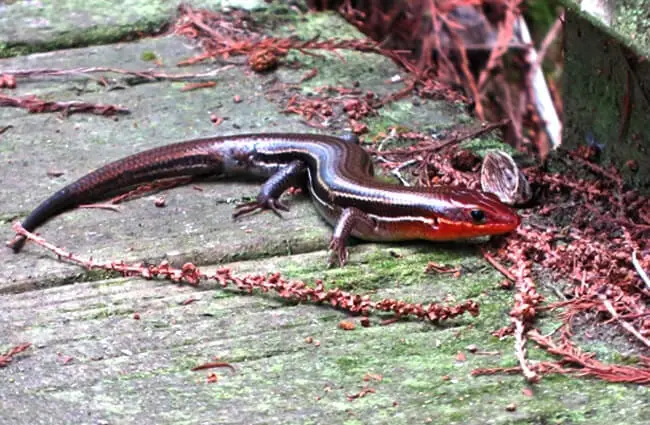 Skink on the garden walk Photo by: Susan Young (public domain)