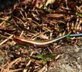 Blue-Tailed Skink In Leafy Debris Photo By: Istolethetv Https://Creativecommons.org/Licenses/By/2.0/ 