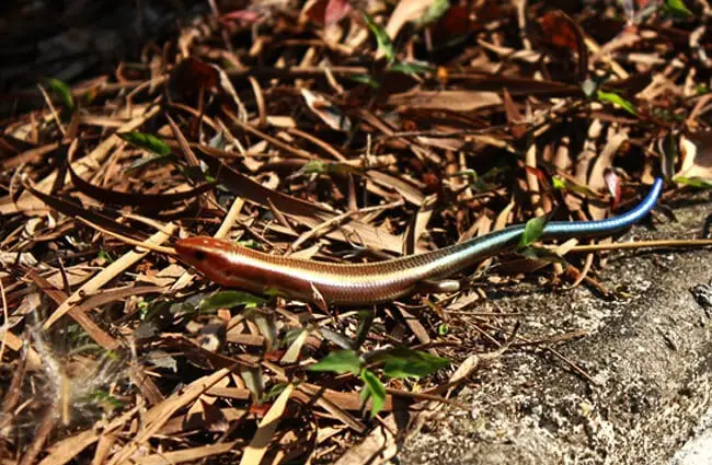 Blue-Tailed Skink in leafy debris Photo by: istolethetv https://creativecommons.org/licenses/by/2.0/ 