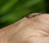 A Tiny Baby Skink Photo By: Robert Engberg Https://Creativecommons.org/Licenses/By/2.0/ 