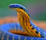 Tiger Snake Photo By: Laurie Boyle Https://Creativecommons.org/Licenses/By-Sa/2.0/ 
