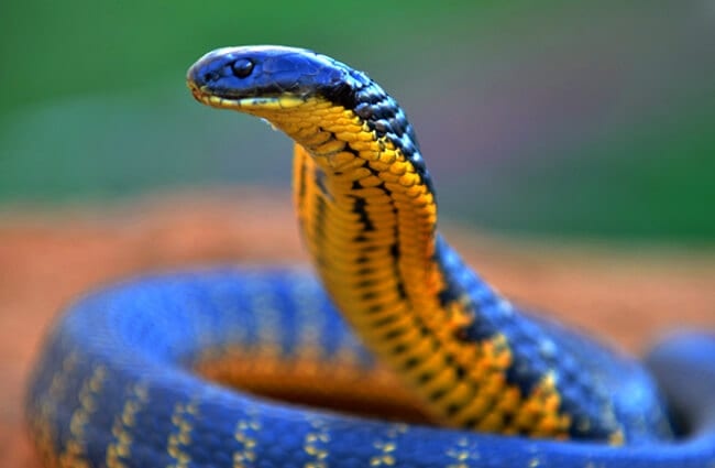 Тигровая змея Фото: Лори Бойл https://creativecommons.org/licenses/by-sa/2.0/