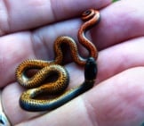 Pacific Ringneck Snake Photo By: Derell Licht Https://Creativecommons.org/Licenses/By-Sa/2.0/ 