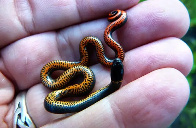  Тихоокеанская кольцевидная змея Фото: Дерелл Лихт https://creativecommons.org/licenses/by-sa/2.0/