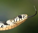 Grass Snakephoto By: Wikiimageshttps://Pixabay.com/Photos/Grass-Snake-Snake-Serpentes-Natrix-60546/