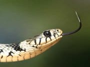 Grass SnakePhoto by: WikiImageshttps://pixabay.com/photos/grass-snake-snake-serpentes-natrix-60546/