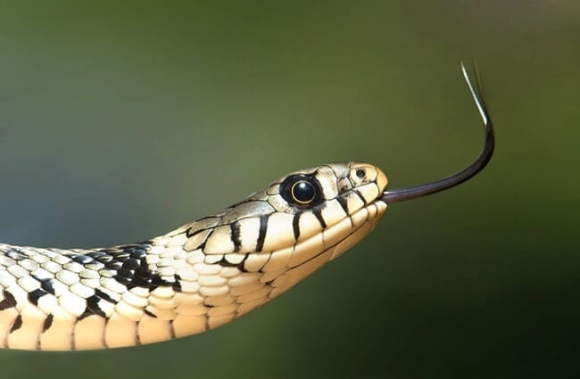 Grass SnakePhoto by: WikiImageshttps://pixabay.com/photos/grass-snake-snake-serpentes-natrix-60546/