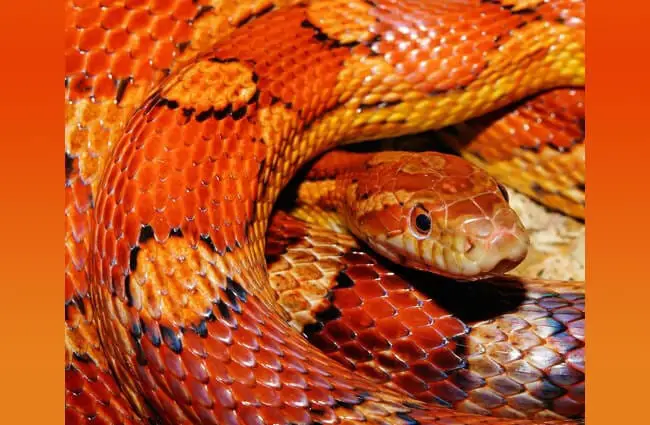Corn Snake Photo by: Karsten Paulick https://pixabay.com/photos/snake-corn-snake-reptile-scale-579682/ 