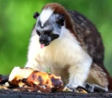 Geoffroy&#039;S Tamarin Eating Fruit Photo By: Ryanacandee Https://Creativecommons.org/Licenses/By/2.0/ 