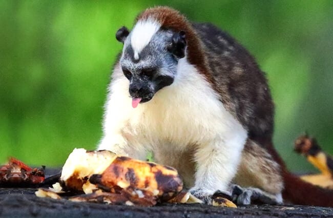 Geoffroy&#039;s Tamarin eating fruit Photo by: ryanacandee https://creativecommons.org/licenses/by/2.0/ 