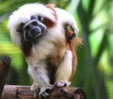 Cotton-Top Tamarin Photo By: Cuatrok77 Https://Creativecommons.org/Licenses/By/2.0/ 