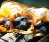 A Trio Of Golden Lion Tamarin Marmosets Photo By: Greg Goebel Https://Creativecommons.org/Licenses/By/2.0/ 