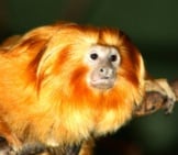 Golden Lion Tamarin Photo By: Mike Bowler Https://Creativecommons.org/Licenses/By/2.0/ 