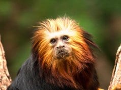 Golden Headed Lion TamarinPhoto by: Ben Allenhttps://creativecommons.org/licenses/by/2.0/