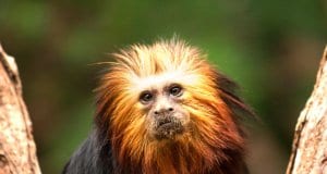 Golden Headed Lion TamarinPhoto by: Ben Allenhttps://creativecommons.org/licenses/by/2.0/