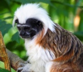 The Cutest Cottontop Tamarin! Photo By: Munki Https://Creativecommons.org/Licenses/By/2.0/ 