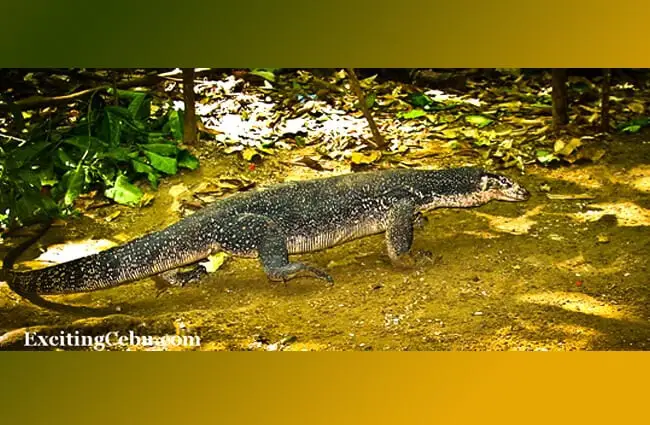 Water Monitor in his habitat Photo by: Rusty Ferguson https://creativecommons.org/licenses/by/2.0/ 