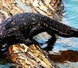 Water Monitor Heading Back Into The Water Photo By: Foto.rajith Https://Creativecommons.org/Licenses/By/2.0/ 