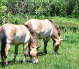 A Pair Of Przewalski&#039;S Wild Horses Grazing Photo By: Ted Https://Creativecommons.org/Licenses/By/2.0/ 