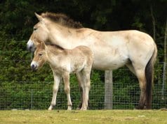 Mom and foal Przewalski's Wild HorsesPhoto by: Tanya Durranthttps://creativecommons.org/licenses/by/2.0/