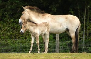 Mom and foal Przewalski's Wild HorsesPhoto by: Tanya Durranthttps://creativecommons.org/licenses/by/2.0/