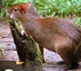 Central American Agouti At The Amazoonico Animal Rescue Centre Photo By: Kate Tann Https://Creativecommons.org/Licenses/By-Sa/2.0/ 
