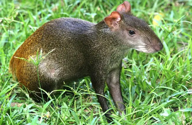 Golden-Rumped Agouti Photo by: Stephen Horvath https://creativecommons.org/licenses/by-sa/2.0/ 