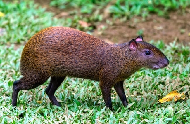 Agouti-5-650x425.jpg