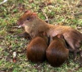 A Mother Agouti Nursing Her Pups In The Back Yard Photo By: Brian Gratwicke Https://Creativecommons.org/Licenses/By-Sa/2.0/ 