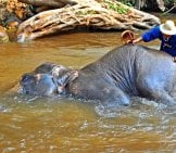 Bathing Elephant At The Maesa Elephant Camp Photo By: Dennis Jarvis Https://Creativecommons.org/Licenses/By-Sa/2.0/ 