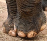 Closeup Of Elephant Toes! Photo By: Laura Wolf Https://Creativecommons.org/Licenses/By-Sa/2.0/ 