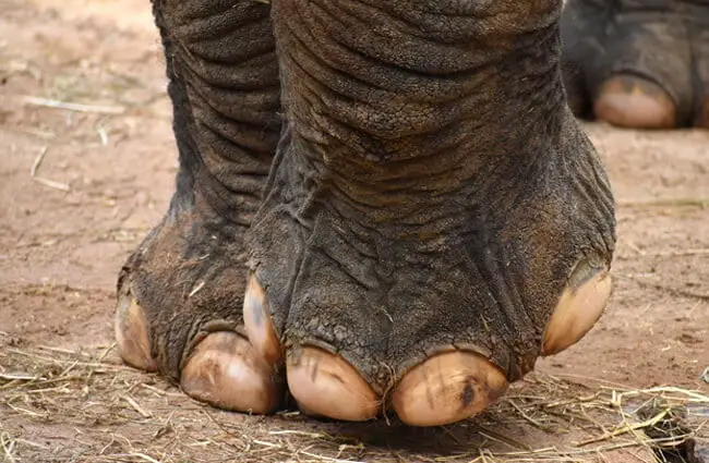 Closeup of Elephant Toes! Photo by: Laura Wolf https://creativecommons.org/licenses/by-sa/2.0/ 