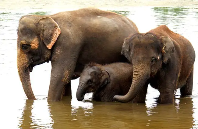 Asian Elephant family in the river Photo by: Dennis Jarvis https://creativecommons.org/licenses/by-sa/2.0/ 