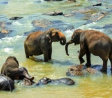 Sri Lankan Elephant Family Enjoying The River&#039;S Waters Photo By: Pen_Ash Https://Pixabay.com/Photos/Sri-Lankan-Elephant-Elephant-Asian-4043775/ 