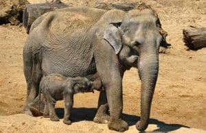Elephant mother with her little calfPhoto by: Elsemargriethttps://pixabay.com/photos/elephant-with-boy-zoo-planckendael-3375364/
