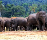 Herd Of Asian Elephants Photo By: Mohamed Nuzrath Https://Pixabay.com/Photos/Elephant-Orphanage-Elephants-170867/ 