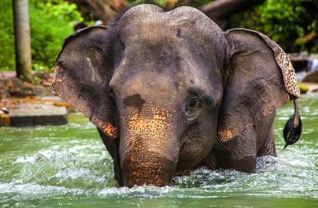 Beautiful Asian Elephant in the river Photo by: Dominique20 https://pixabay.com/photos/elephant-asia-thailand-2452201/ 