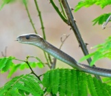 Juvenile Black Mamba In The Bushes Photo By: Bernard Dupont Https://Creativecommons.org/Licenses/By-Sa/2.0/ 
