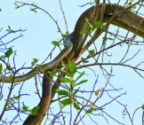 Young Black Mamba On Top Of A Tree Photo By: Bernard Dupont Https://Creativecommons.org/Licenses/By-Sa/2.0/ 