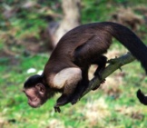 Capuchin Poised To Jump From A Branch Photo By: Magnus Hagdorn Https://Creativecommons.org/Licenses/By-Nd/2.0/ 