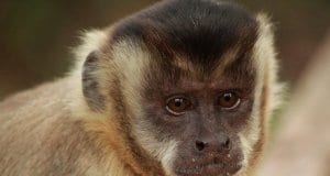 Portrait of a beautiful CapuchinPhoto by: Nelson Brazys Nelsonhttps://pixabay.com/photos/the-capuchin-monkey-monkey-primates-3905317/