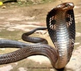 Indian Spectacled Cobra, Hood Extendedphoto By: Chandan Singhhttps://Creativecommons.org/Licenses/By-Sa/2.0/