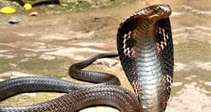 Indian Spectacled Cobra, hood extendedPhoto by: Chandan Singhhttps://creativecommons.org/licenses/by-sa/2.0/