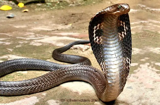 Indian Spectacled Cobra, hood extendedPhoto by: Chandan Singhhttps://creativecommons.org/licenses/by-sa/2.0/