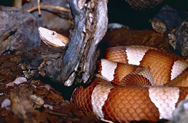 Broad-Banded Copperhead Photo by: Bernard DUPONT https://creativecommons.org/licenses/by-sa/2.0/ 